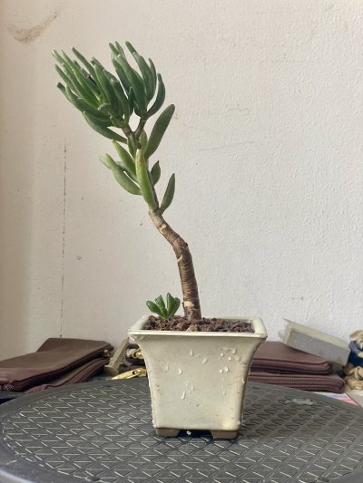 Arbre de Jade gollum