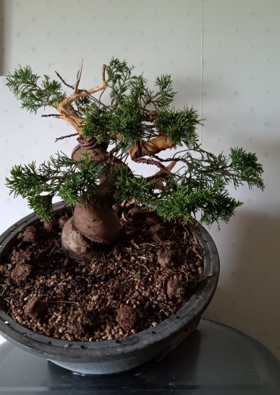 Juniperus itoigawa