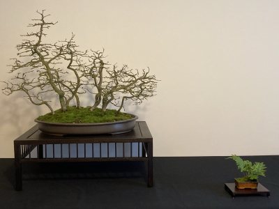 Forêt de charmes