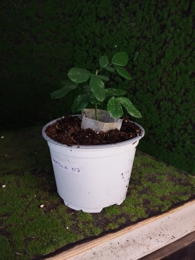Шотия коротколепестковая 🌳 03 ≈○⌂