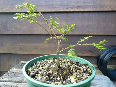 Boxleaf Honeysuckle 005