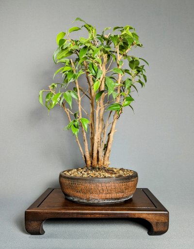 Ficus Clump