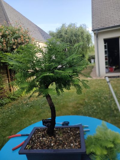 Metasequoïa