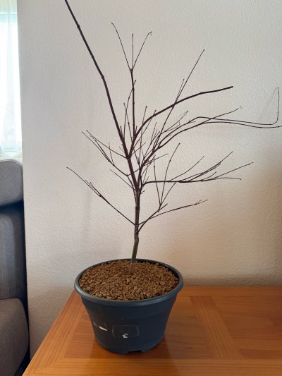 Acer Beni-Maiko