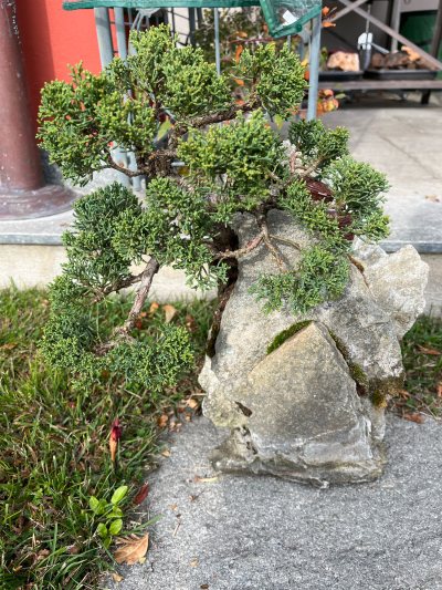 Ginepro su roccia 1