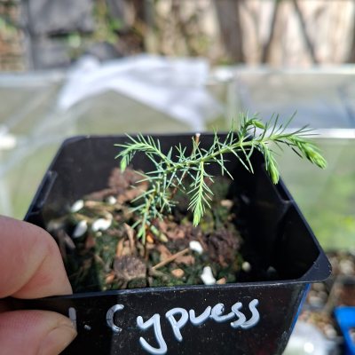 Himalayan Cypress 2