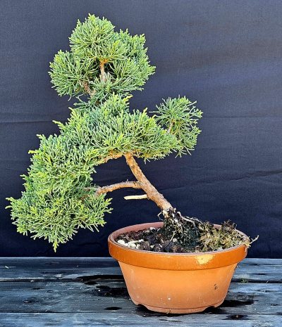 Juniper Shimpaku