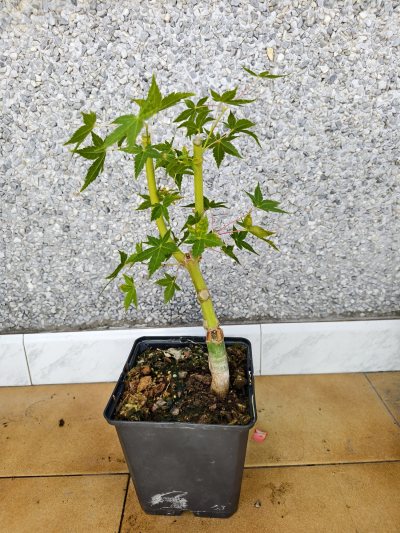 Arce palmatum 3