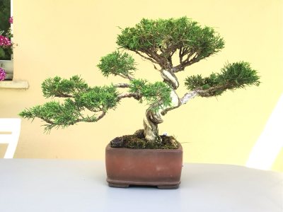 #39 Juniperus Itoikawa