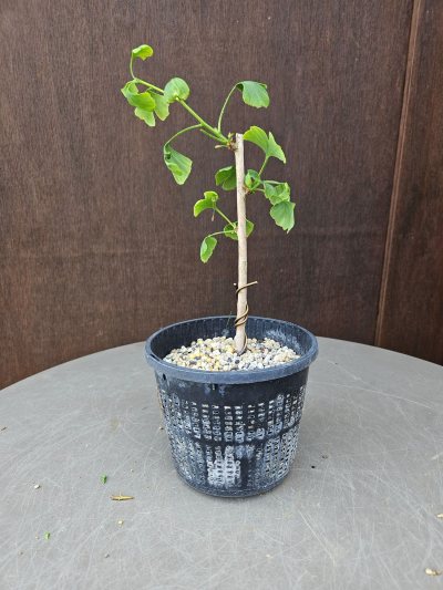 Ginkgo Biloba