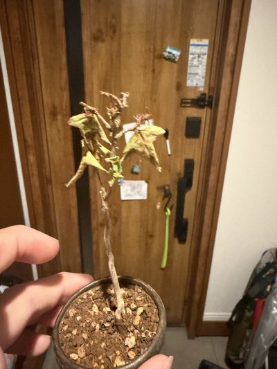 楓1ごう
