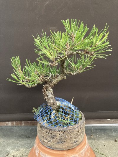 Shohin Pin noir