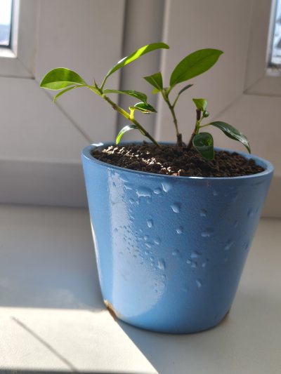 Ficus retusa