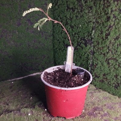 Тамаринд индийский 🌳 ТИн01