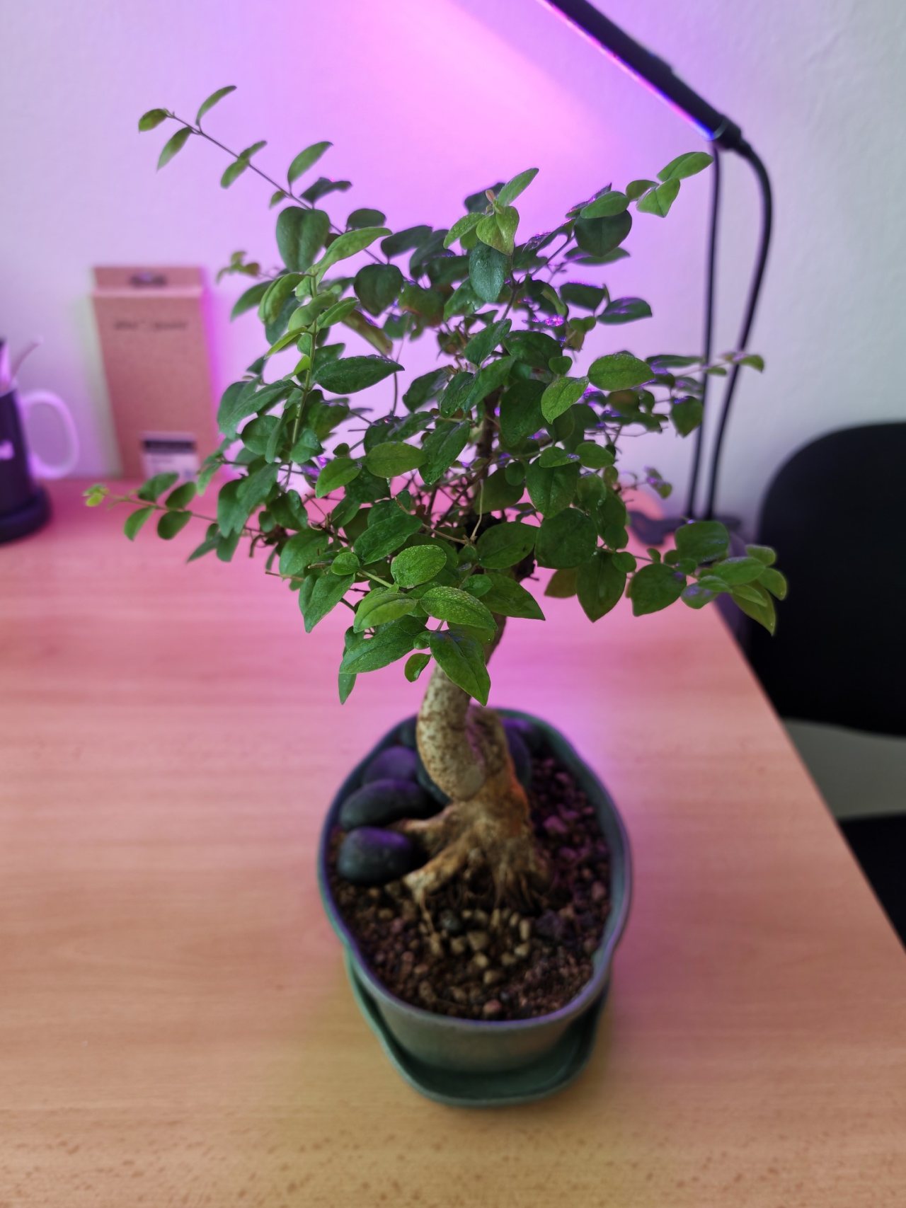 Photo 19
