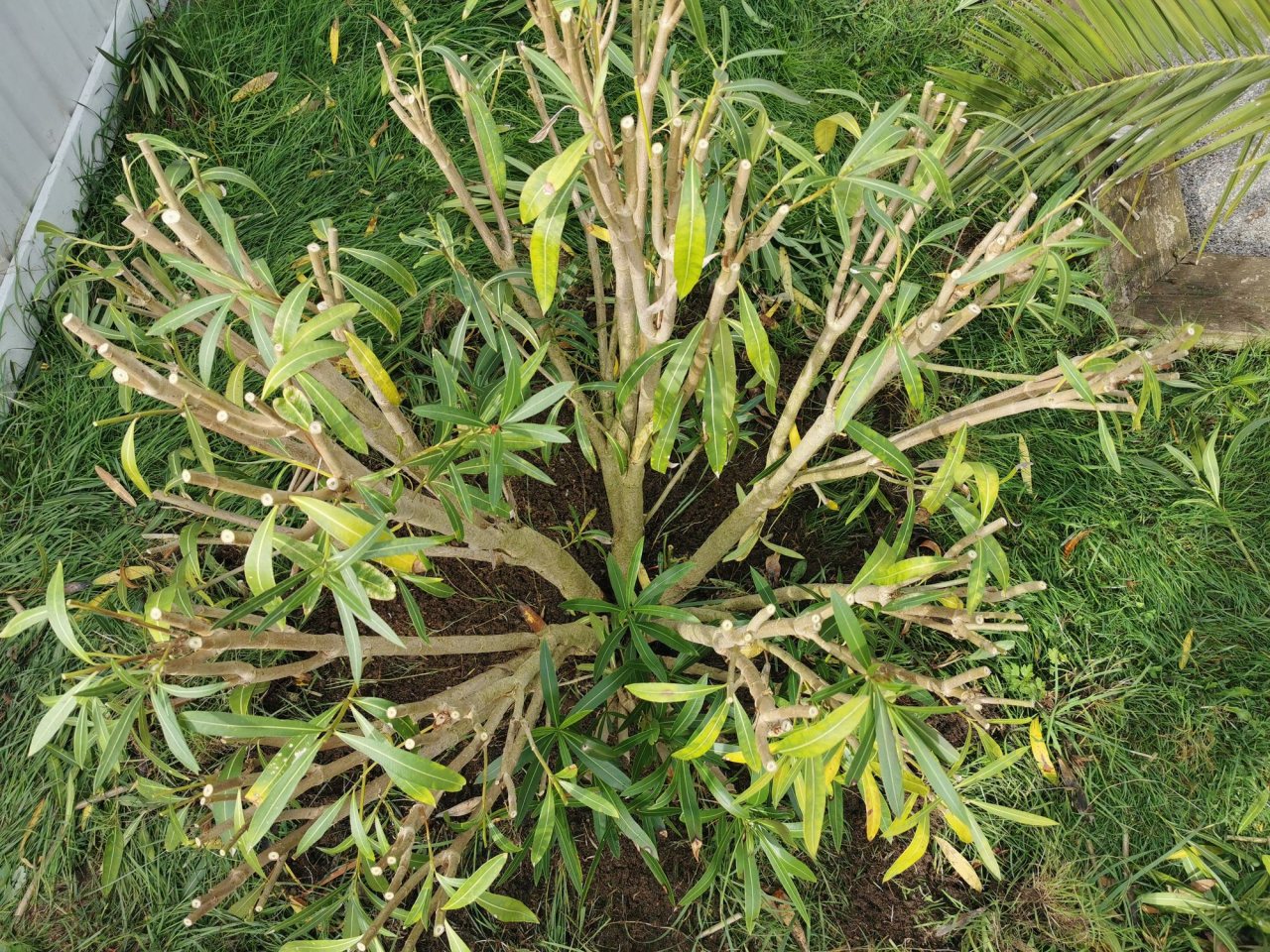 Photo 4