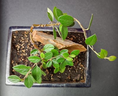 Cotoneaster