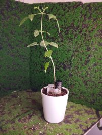 Omplantning - 28.12.2025 - Photo 1/1