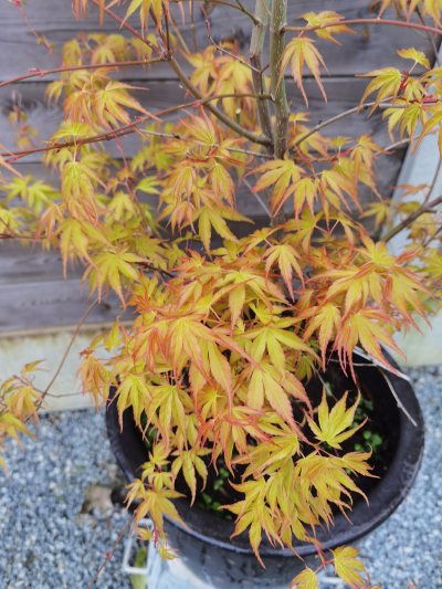 Katsura