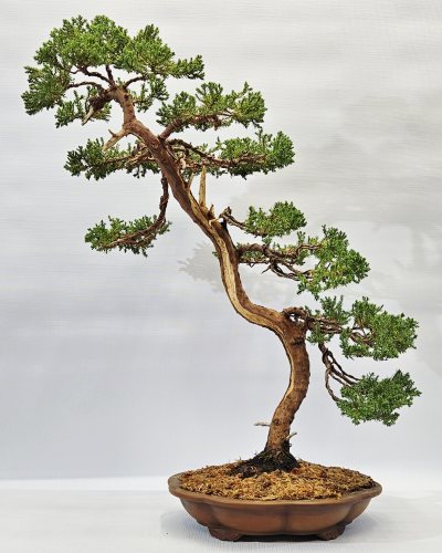 Juniper 3
