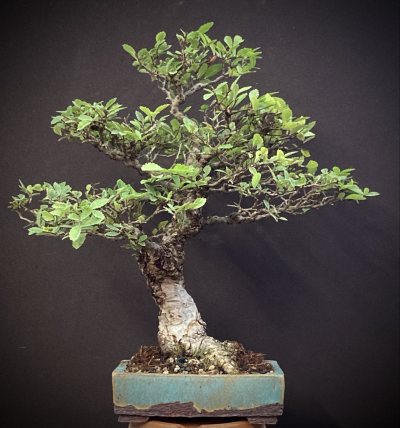 Shohin Orme de Chine Nire