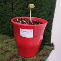 Omplantning - 12.04.2025 - Photo 1/1