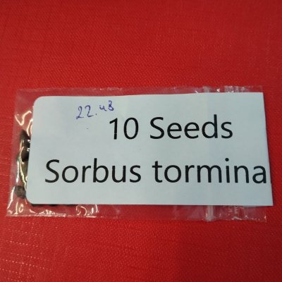 Рябина глоговина РГл01с