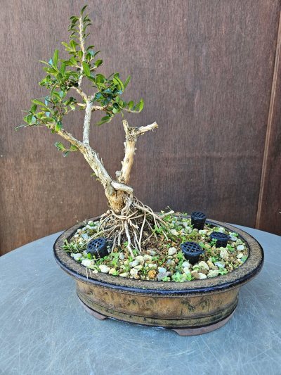 Lonicera Nitida
