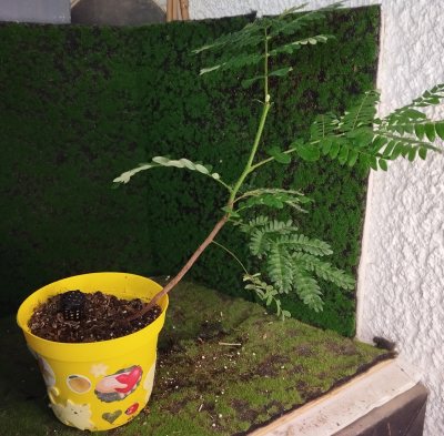 Пелтофорум сомнительный 🌳 ПСо01 ≈○⌂