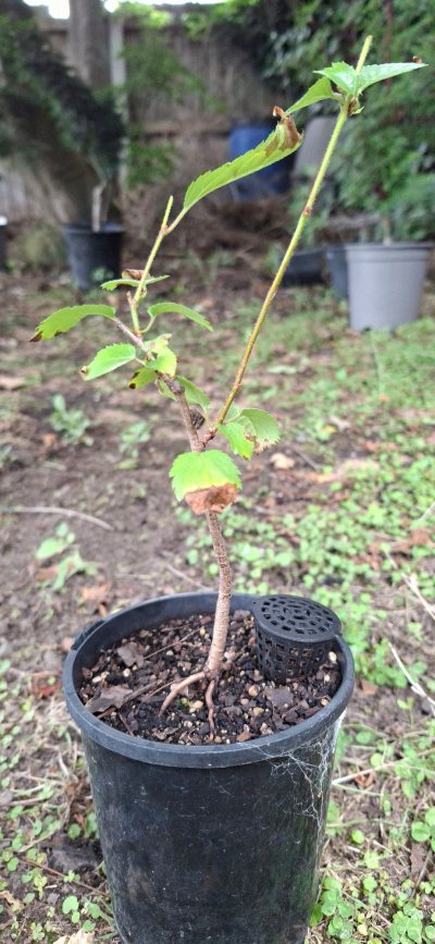 Yoshino Cherry 1