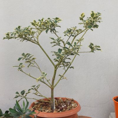 Agrifoglio