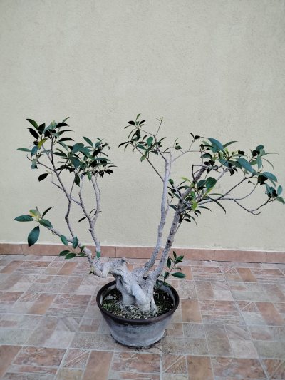 1° Ficus