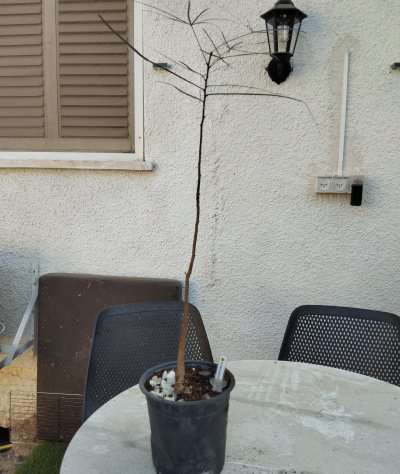 Брахихитон наскальный 🌳 БрН04