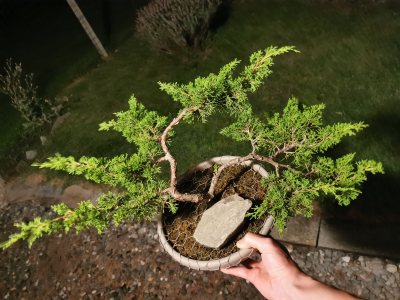 Ginepro Itoigawa