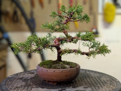 Juniperus