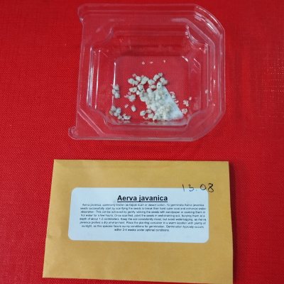 Эрва яванская семена
