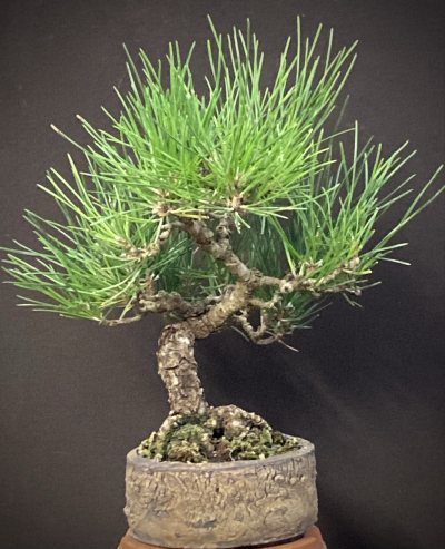 Shohin Pin noir