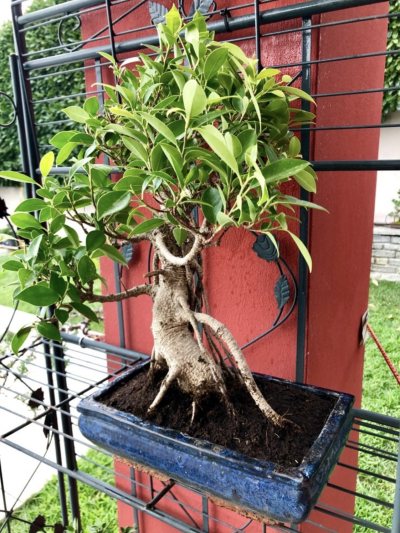 Ficus