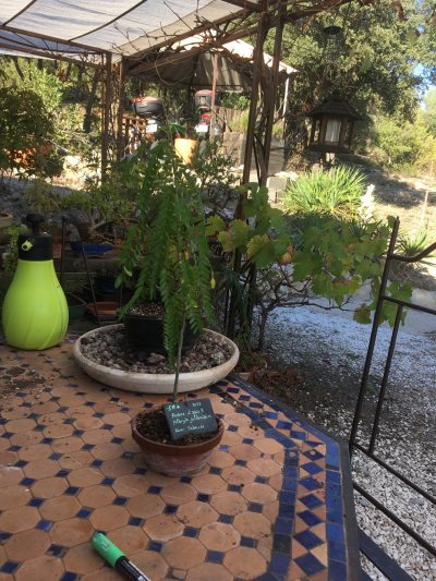 Arbre à soie 2