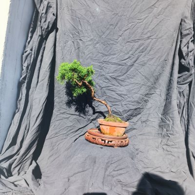 Juniperus lettre shohin