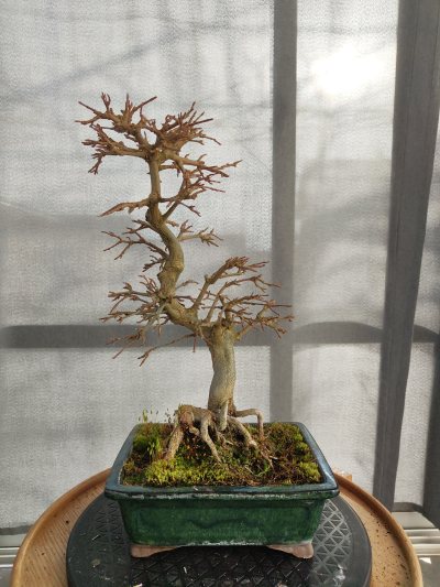 Angie's Dreispitz