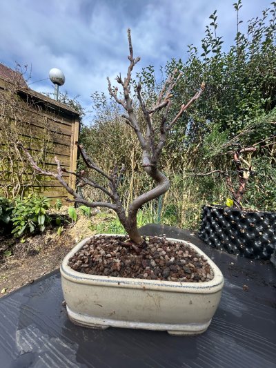 Pommier