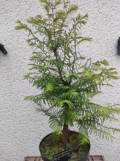 Metasequoïa Reno