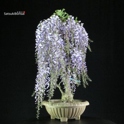 Wisteria PréBonsai