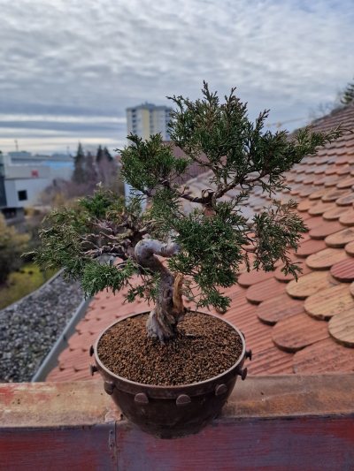 Itoigawa juniper