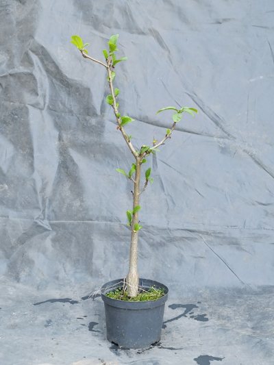 Baobab