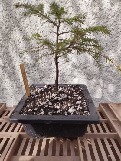 Picea de Sitka