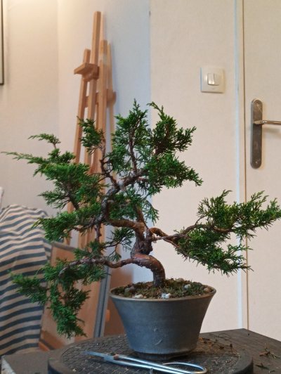 Juniperus Chinesis Itoigawa 1