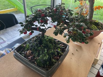 Cotoneaster