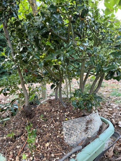 Ilex bosque